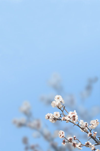 春季花开海报