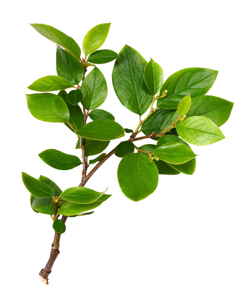 清新,嫩枝,叶子,绿色,背景分离,环境,枝繁叶茂,小的,春天,植物
