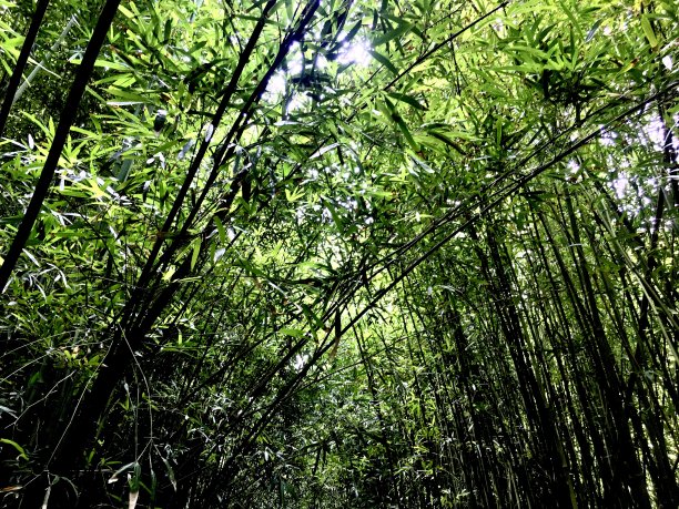 山坡绿竹林