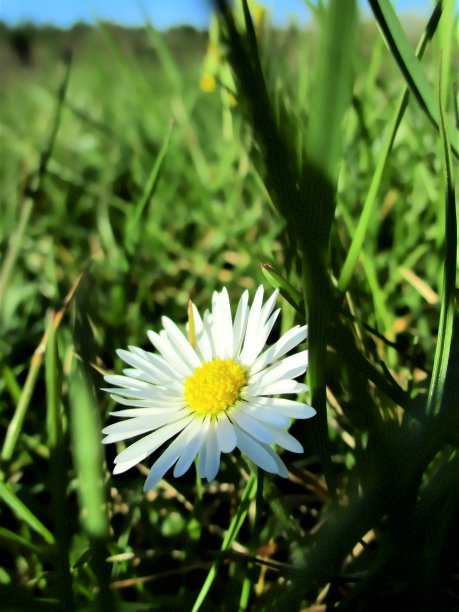 草原上一朵花