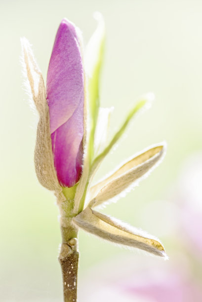 淡紫色玉兰花朵特写