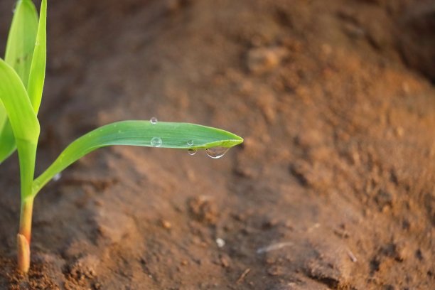 雨中昆虫