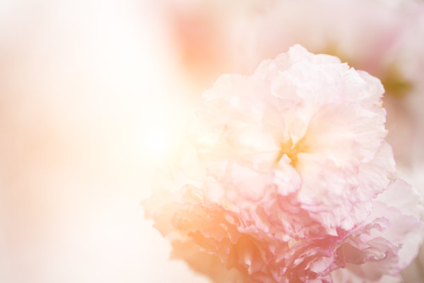 景物摄影白色的樱花