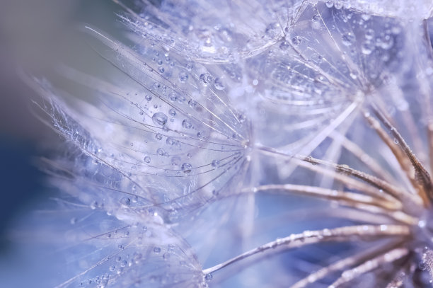 雨伞小花