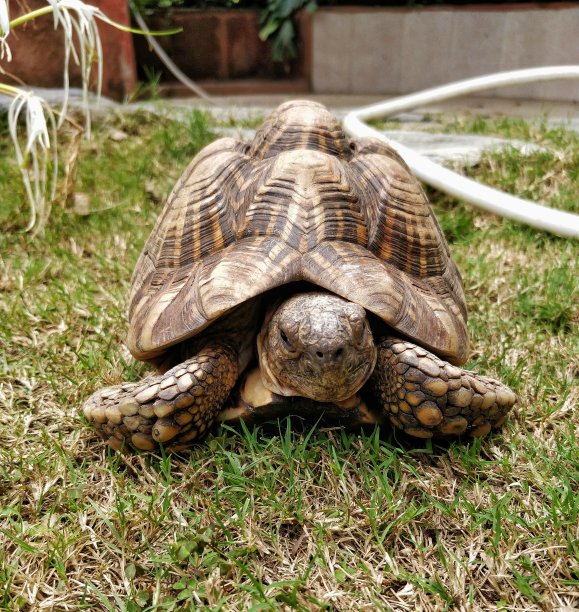 草地上的乌龟
