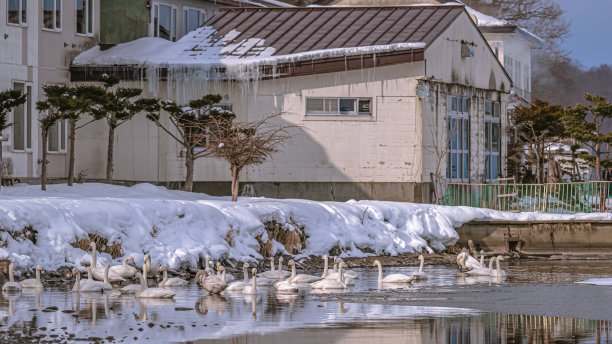 雪地上的鹅