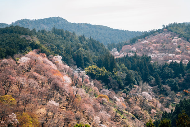 日本奈良樱花