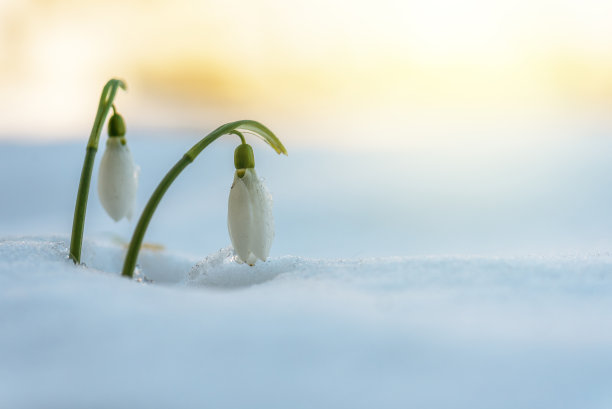 雨中花草