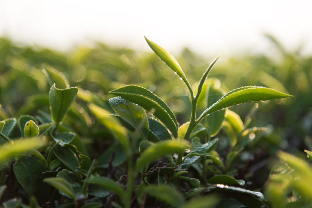 茶树新芽