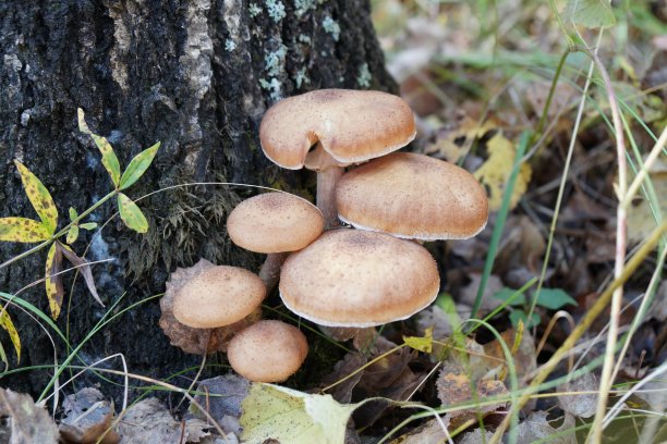 蘑菇的菌盖