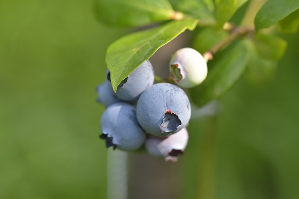 果园蓝莓特写
