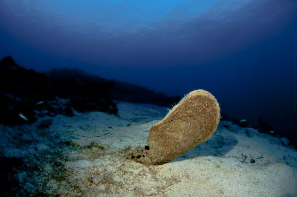 深海生物