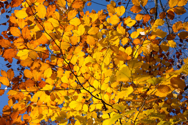 秋天的叶子是金黄色