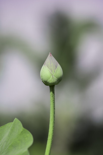 莲花标识荷花标识