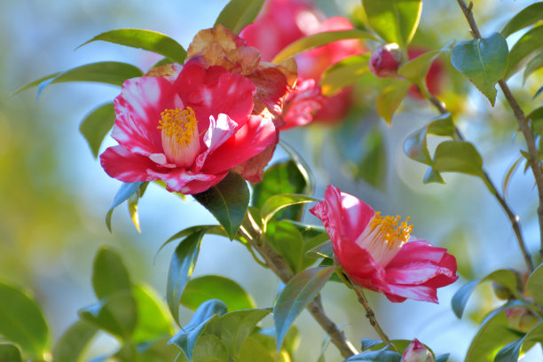 茶花特写