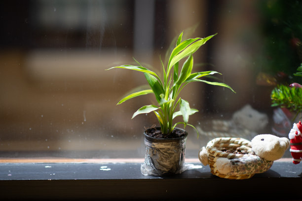 绿色植物 夏季植物 家具装饰