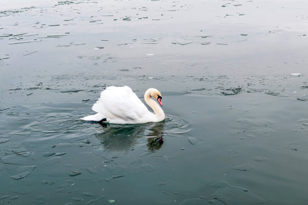 湖 冬鸟