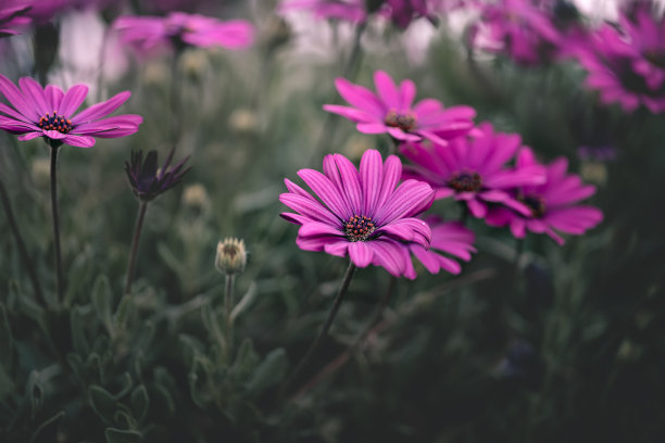 粉色雏菊花