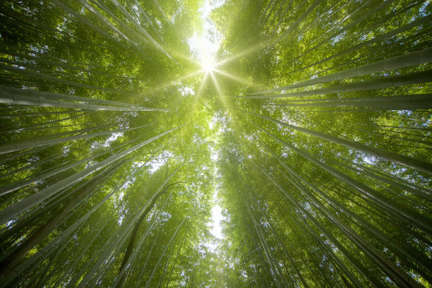 户外简约绿植植物