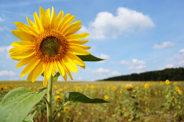 夏天立夏至