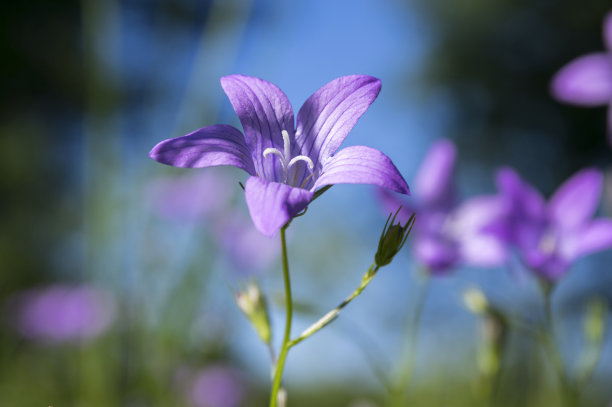 紫铃花