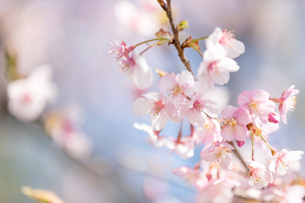 樱花飘逸