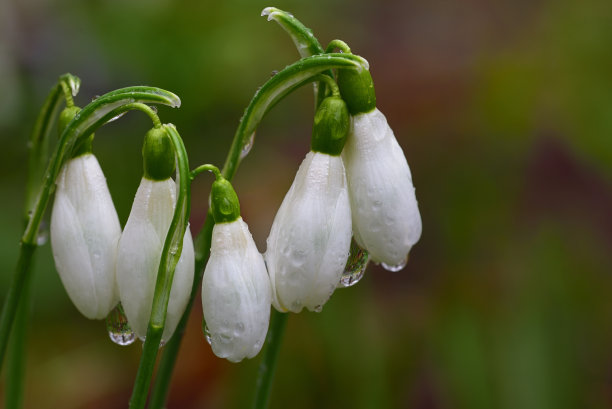 花朵花蕾上的雨滴