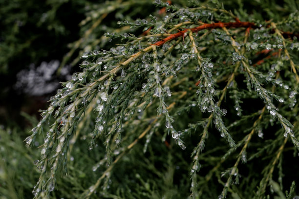 梅雨季节