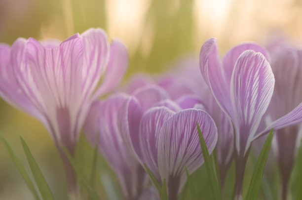 美丽的丁香花