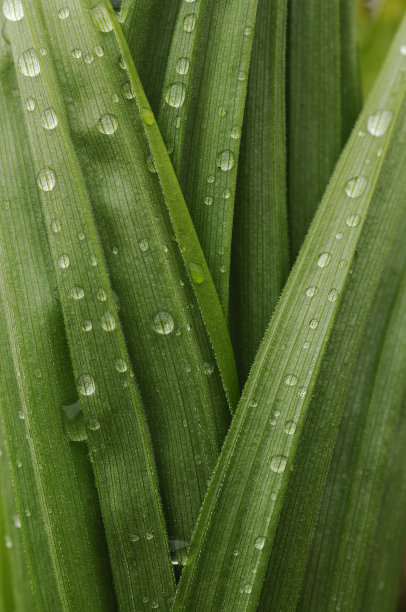 谷雨时节