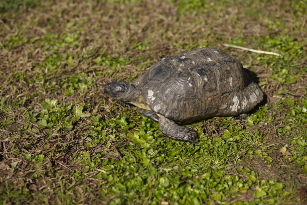 草地上的乌龟