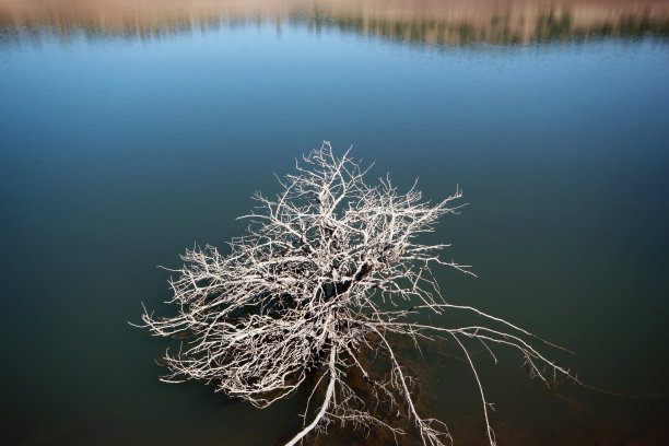 树林湖水