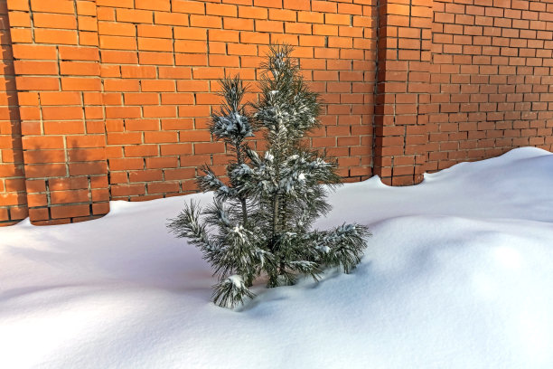 下雪的冬天雪松和房子