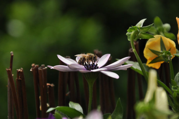 花朵上的大黄蜂