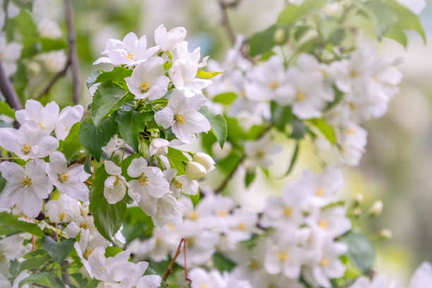 图案与苹果花