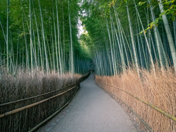 阳光竹林