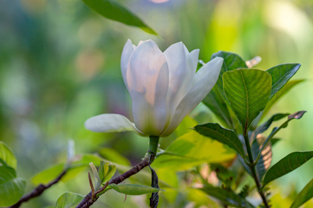 白玉兰苞,望春花苞