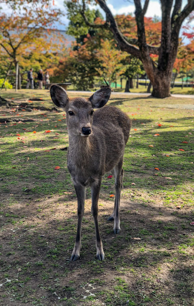 日本马