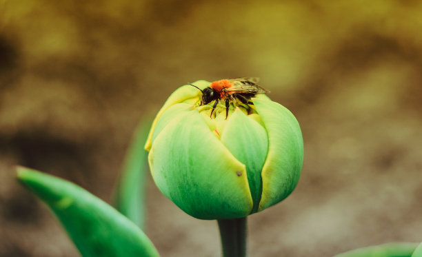 花草组合