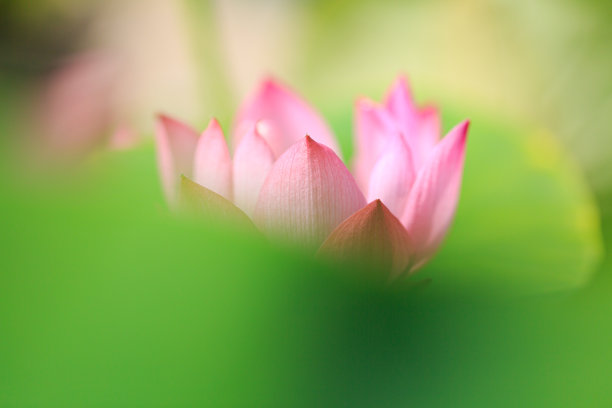 荷花高清