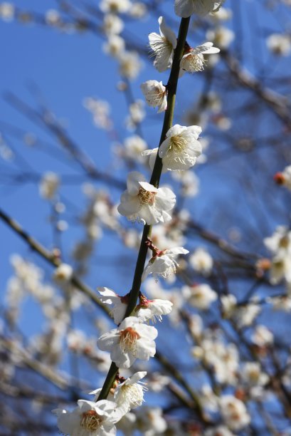 白枇杷花