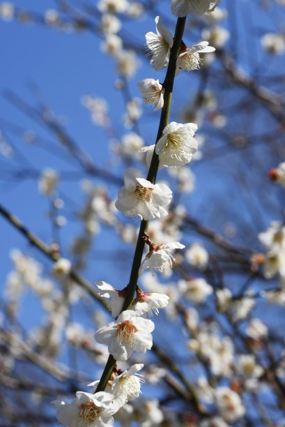 枇杷花