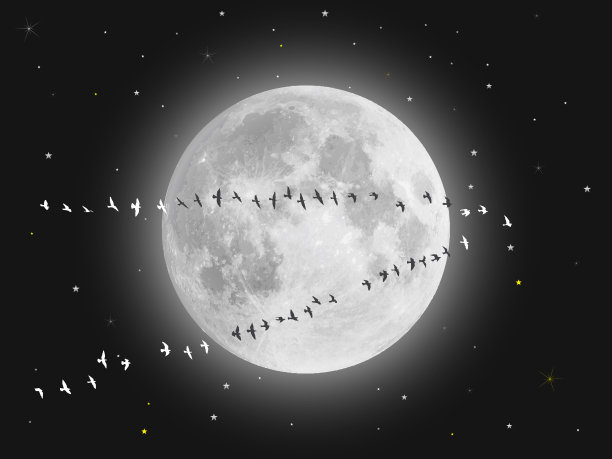 群鸟与月