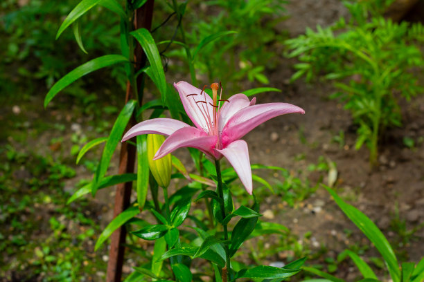 大暑小暑立夏