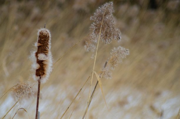 冬季小麦结霜