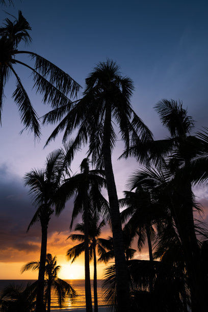 海边夕阳椰树剪影