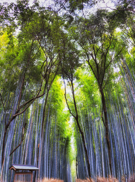 竹景观