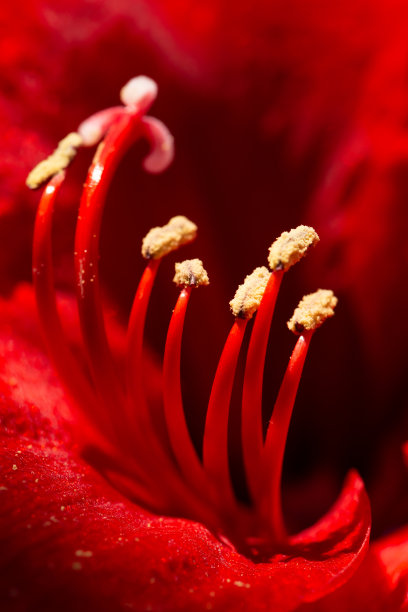 朱顶红花瓣