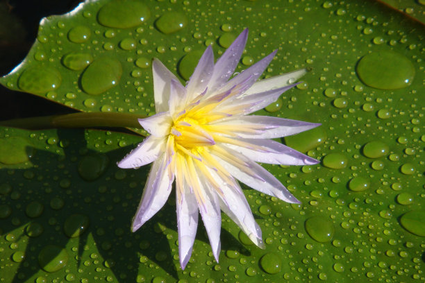 花用植物园