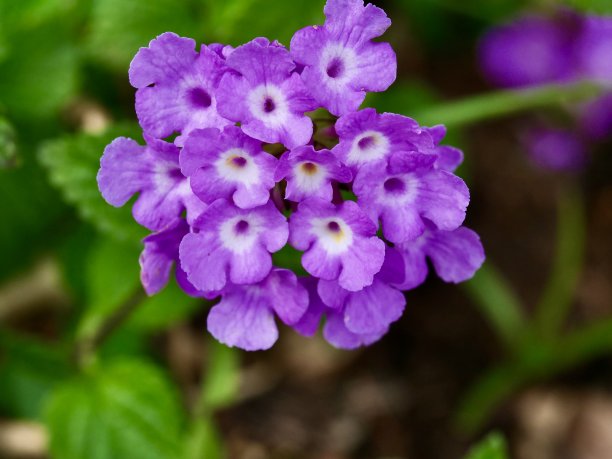 紫花马樱丹